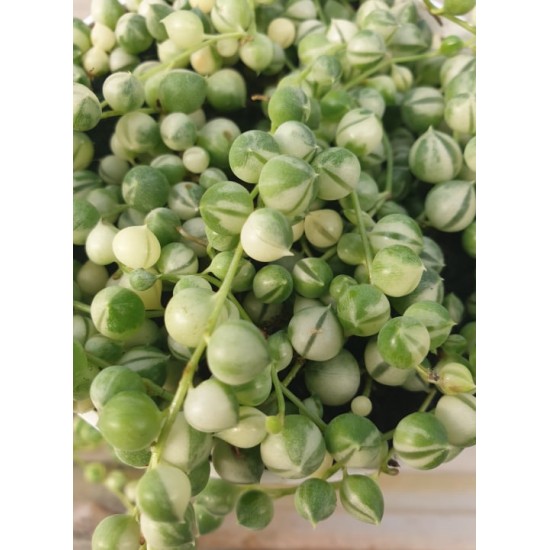 Senecio Variegated (не вкоренен резник )
