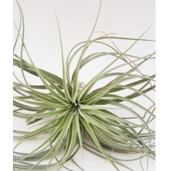 Тиландсия Tillandsia