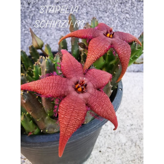 Стапелия Stapelia Schinzii m