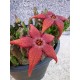 Стапелия Stapelia Schinzii m