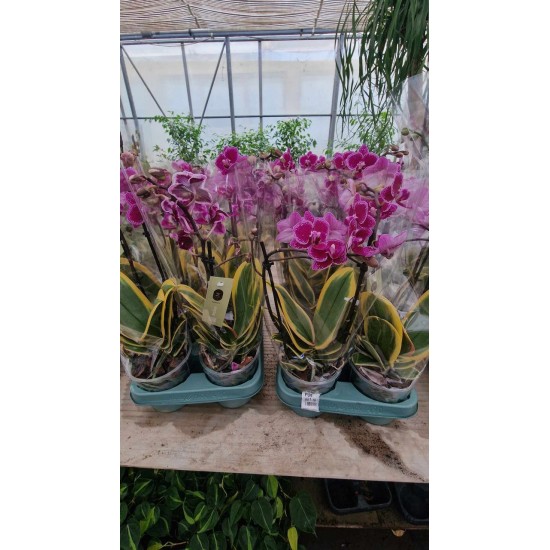 Orchid Phalaenopsis Variegatna