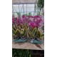 Orchid Phalaenopsis Variegatna
