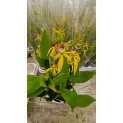 Orchid Encyclical