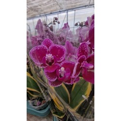 Orchid Phalaenopsis Variegatna