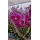 Orchid Phalaenopsis Variegatna