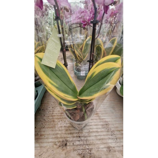 Orchid Phalaenopsis Variegatna