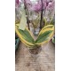 Orchid Phalaenopsis Variegatna