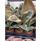 Фикус ( Ficus Tineke )
