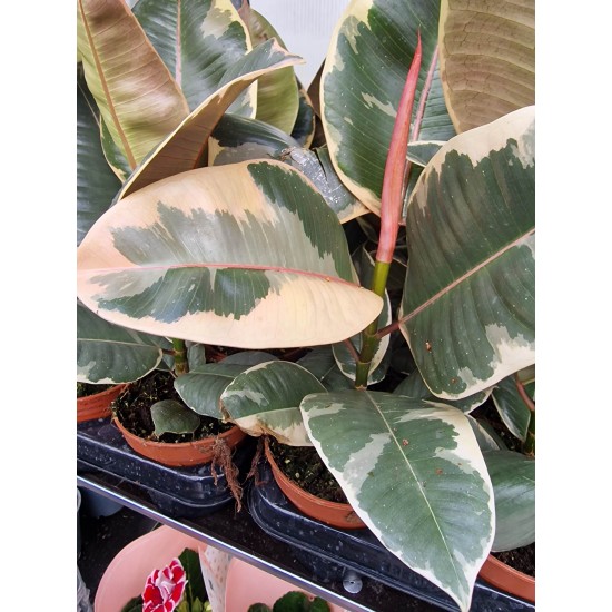 Фикус ( Ficus Tineke )