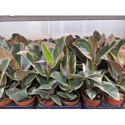 Фикус ( Ficus Tineke )