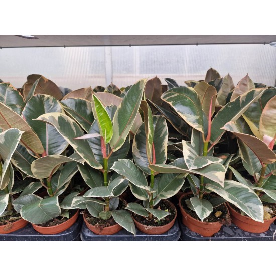 Фикус ( Ficus Tineke )