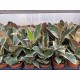 Фикус ( Ficus Tineke )