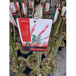 Salix 