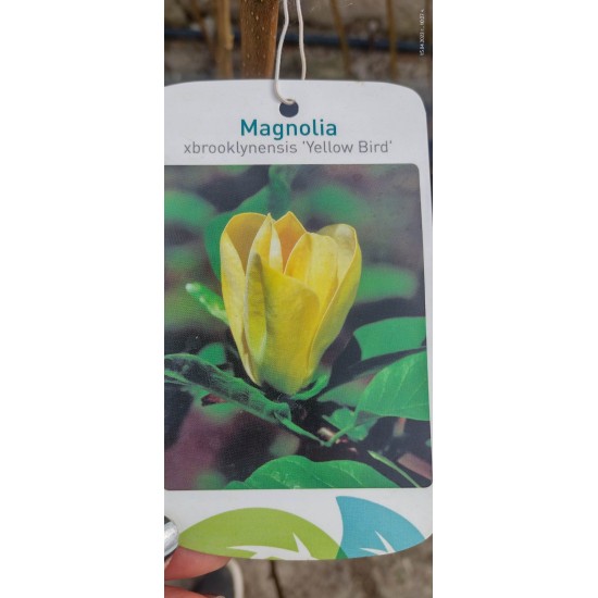 Магнолия  (Magnolia Yellow Bird)