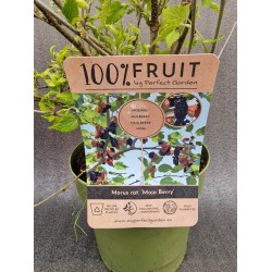 mojo berry