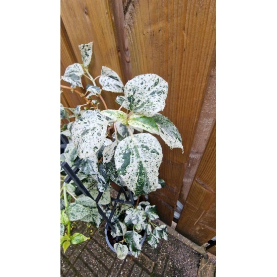 Schizophragma Burst of Light