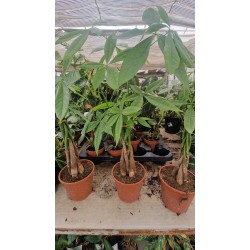 Pahira the Money Tree