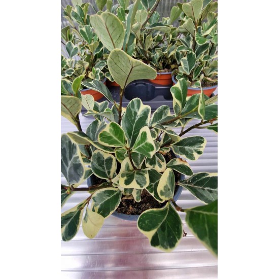 Фикус Triangularis Bont