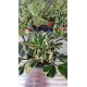 Фикус Triangularis Bont