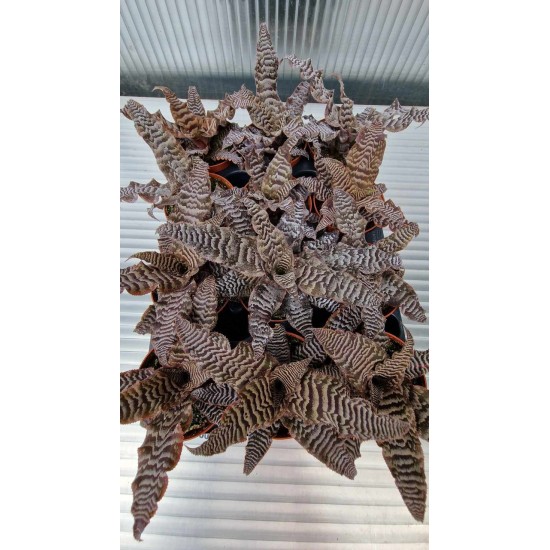 cryptanthus