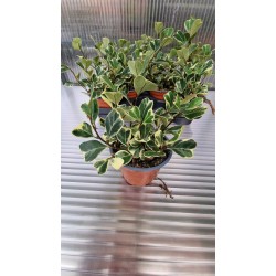 Фикус Triangularis Bont