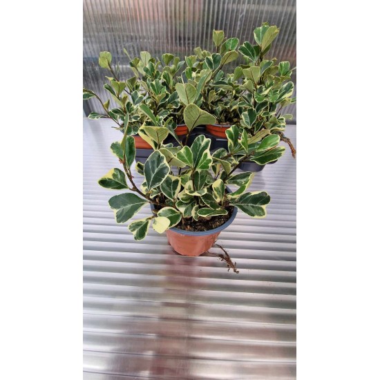 Фикус Triangularis Bont