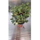 Фикус Triangularis Bont
