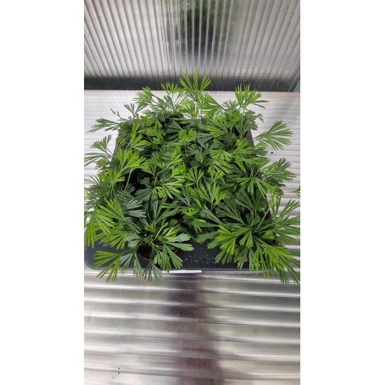 Australian fern