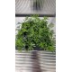 Australian fern