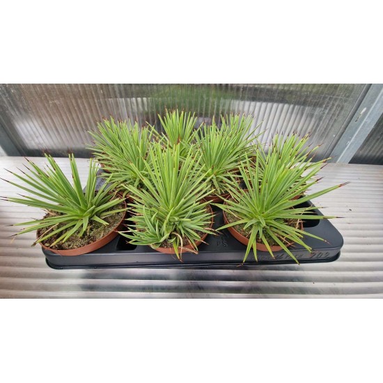 Агаве Stricta Nana