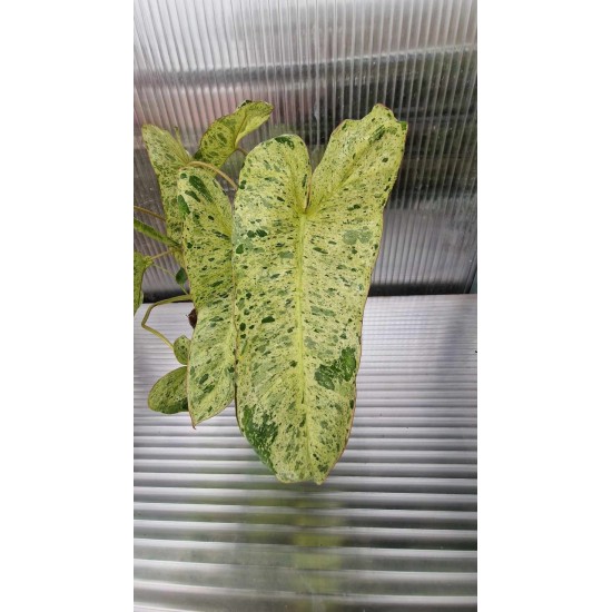 Philodendron Paradiso Verde
