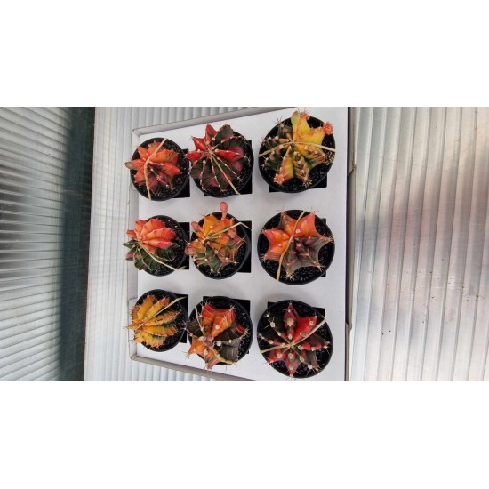 Japanese patterned cactus