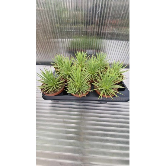 Агаве Stricta Nana