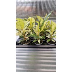Фикус Elastica Shivereana Variegata