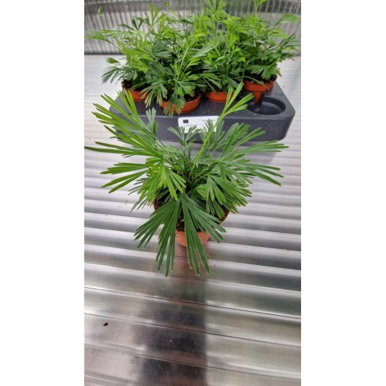 Australian fern