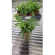 Australian fern