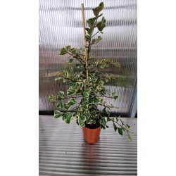 Фикус Triangularis Bont (голям)