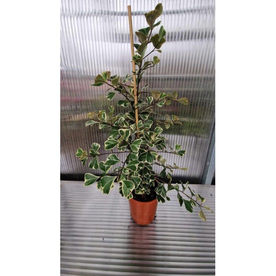 Фикус Triangularis Bont (голям)