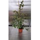 Фикус Triangularis Bont (голям)