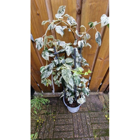 Schizophragma Burst of Light