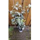 Schizophragma Burst of Light