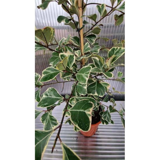 Фикус Triangularis Bont (голям)