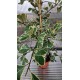 Фикус Triangularis Bont (голям)