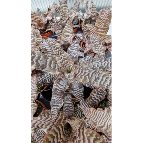 cryptanthus