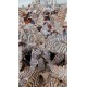 cryptanthus