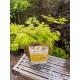 Japanese Acer Аutumn moon