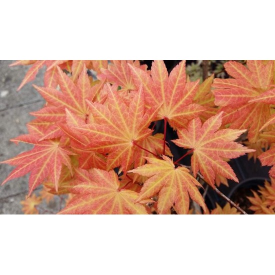 Japanese Acer Аutumn moon