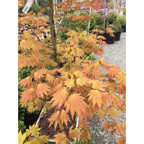 Japanese Acer Аutumn moon