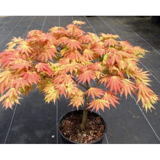 Japanese Acer Аutumn moon