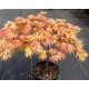 Japanese Acer Аutumn moon